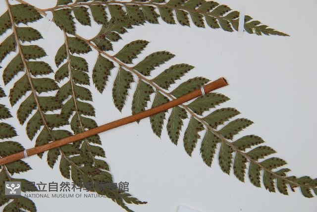 斜方複葉耳蕨藏品圖，第3張