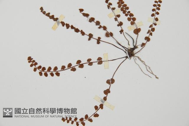 鐵角蕨藏品圖，第4張