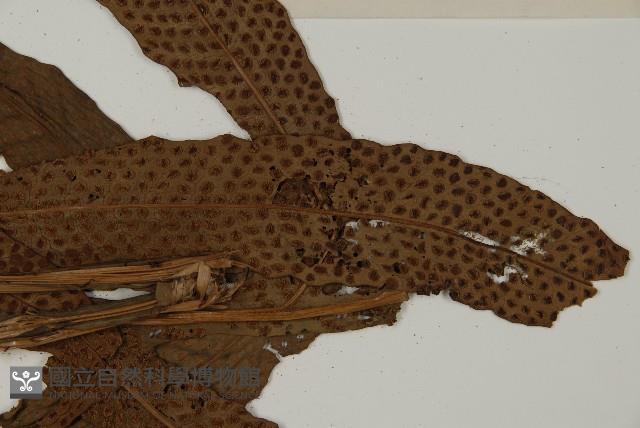 翅柄三叉蕨藏品圖，第4張