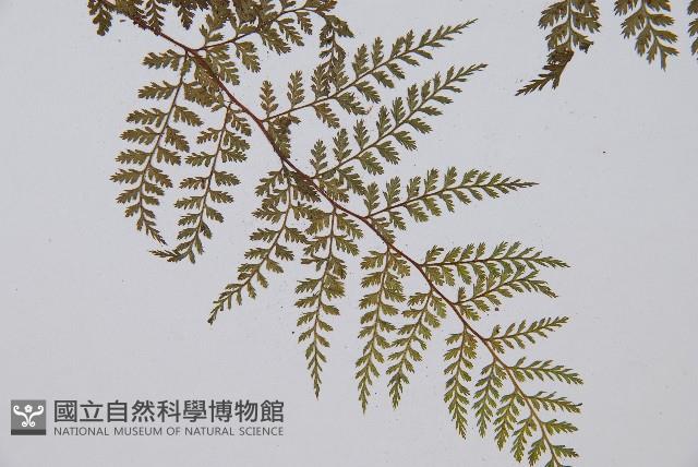 登錄號:P003909藏品圖，第4張