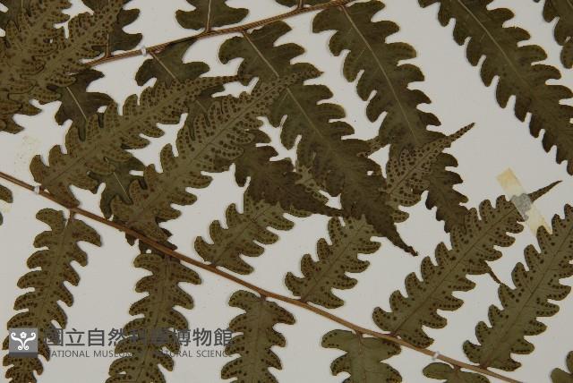 網脈突齒蕨藏品圖，第4張