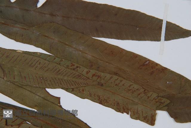 單葉雙蓋蕨藏品圖，第4張