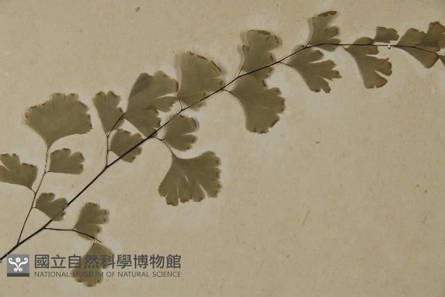 鐵線蕨藏品圖，第4張