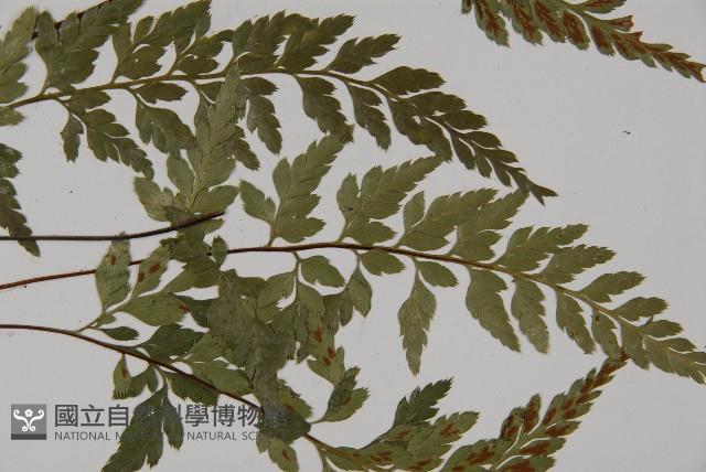 有翅鐵角蕨藏品圖，第4張