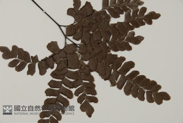扇葉鐵線蕨藏品圖，第3張