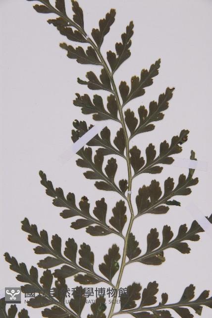 大鐵角蕨藏品圖，第4張