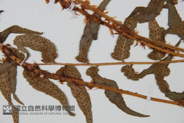 鐮羽貫眾藏品圖，第4張