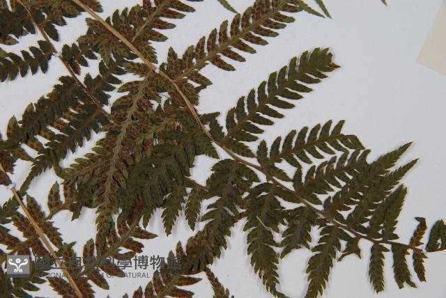 禾稈蹄蓋蕨藏品圖，第7張