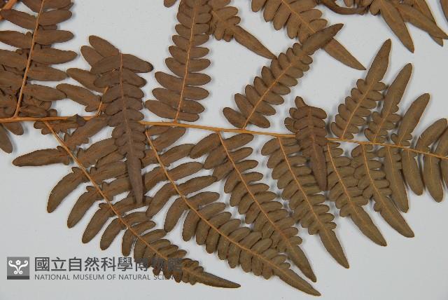 蕨藏品圖，第4張