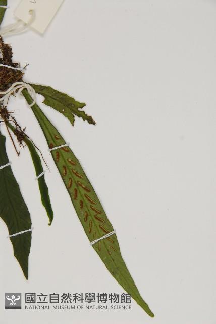 劍葉鐵角蕨、箭葉鐵角蕨藏品圖，第4張