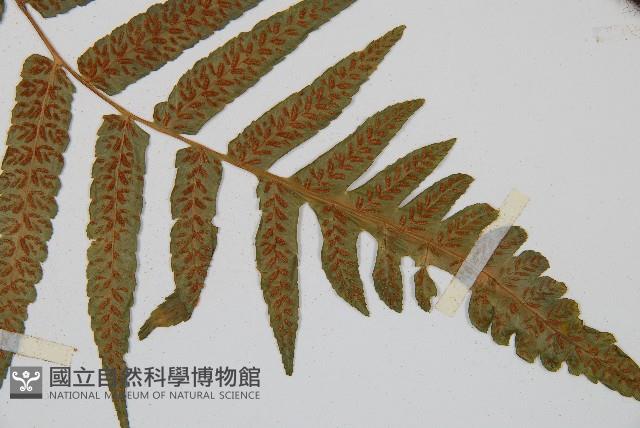 毛柄短腸蕨藏品圖，第7張