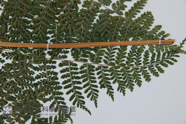 魚鱗蕨藏品圖，第4張