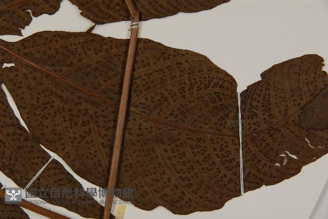 南投三叉蕨藏品圖，第4張