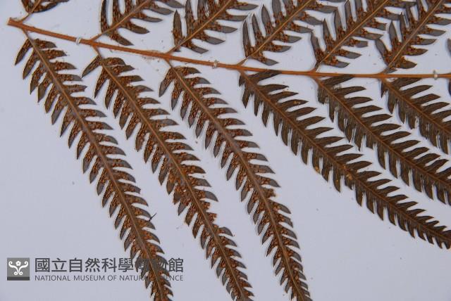 金狗毛蕨藏品圖，第4張