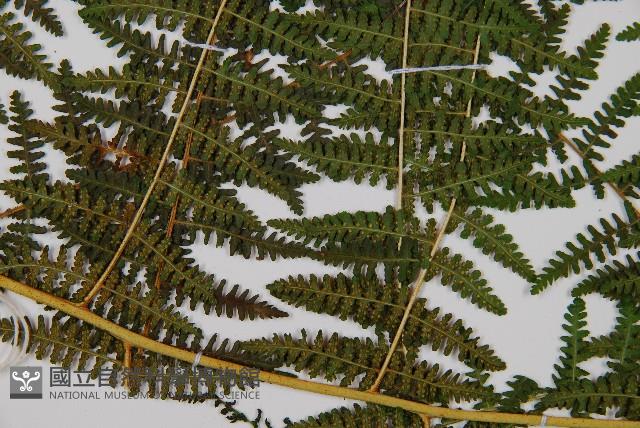 姬蕨藏品圖，第4張