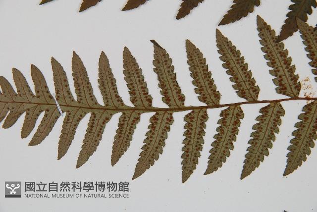 韓氏黑桫欏藏品圖，第4張