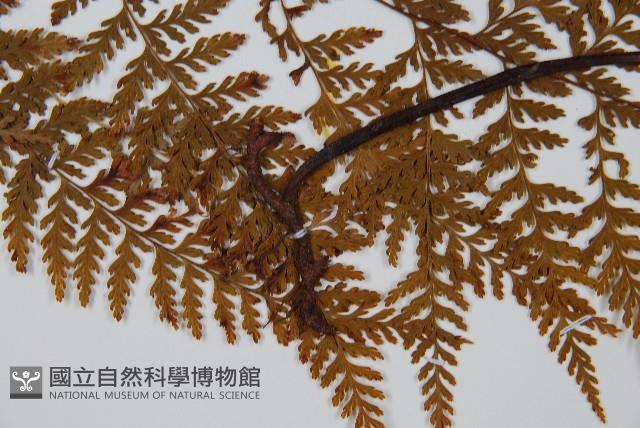 碗蕨藏品圖，第4張