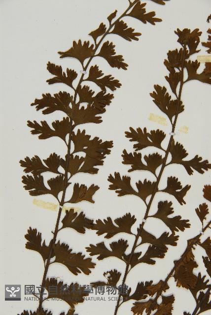 鱗柄鐵角蕨藏品圖，第4張