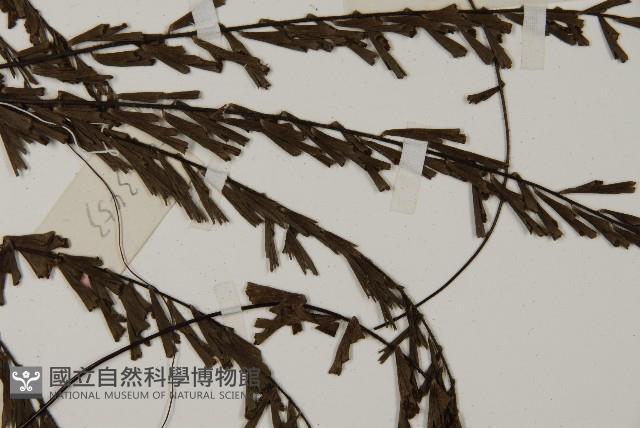 鞭葉鐵線蕨藏品圖，第4張