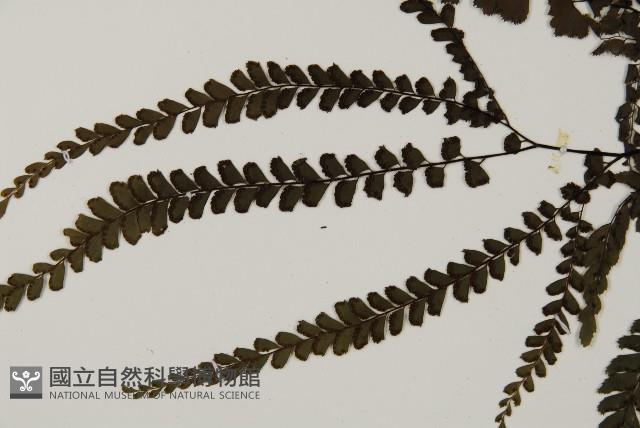 毛葉鐵線蕨藏品圖，第4張