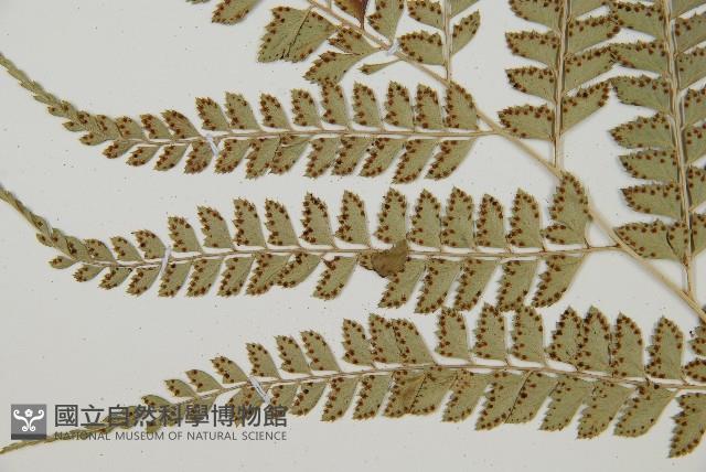 屋久複葉耳蕨藏品圖，第4張