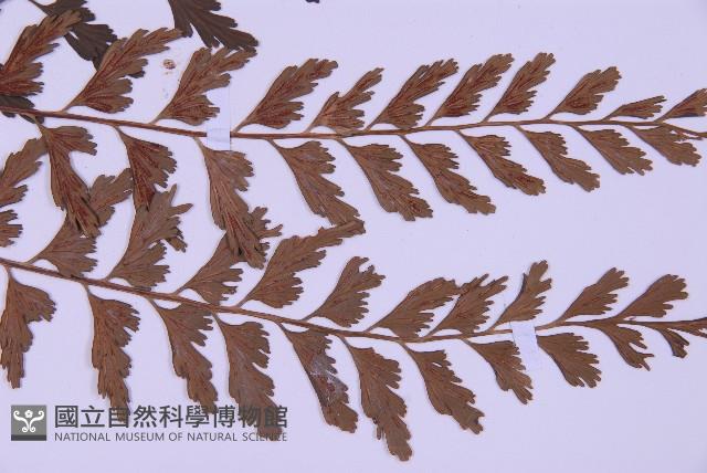 斜葉鐵角蕨藏品圖，第4張
