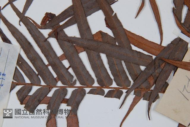 蘇鐵蕨藏品圖，第4張
