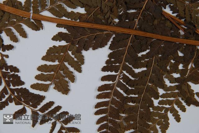 粗毛鱗蓋蕨藏品圖，第4張