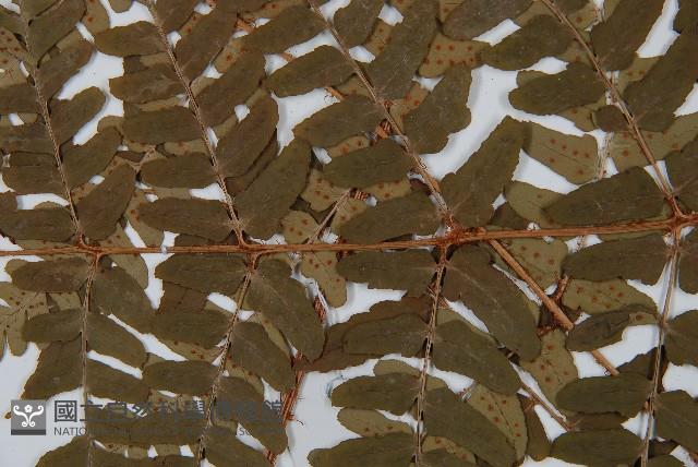 闊鱗鱗毛蕨藏品圖，第4張