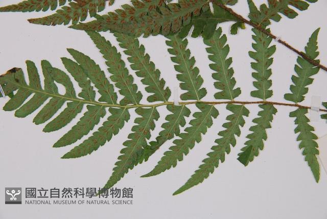 黑葉貞蕨藏品圖，第7張