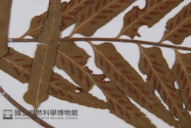 萊氏鐵角蕨藏品圖，第4張