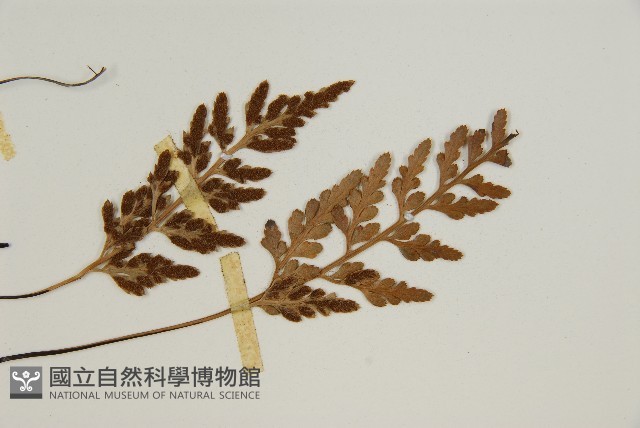 縮羽鐵角蕨藏品圖，第4張