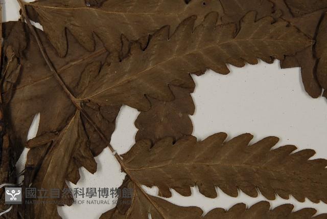 屏東擬肋毛蕨藏品圖，第4張