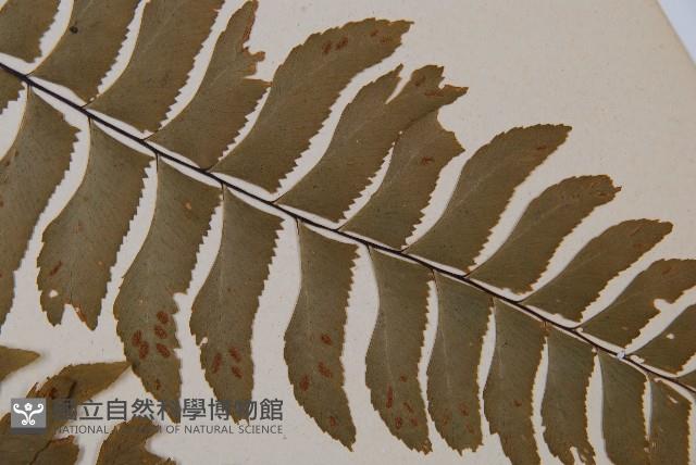 單邊鐵角蕨藏品圖，第4張