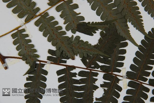 德氏雙蓋蕨藏品圖，第4張