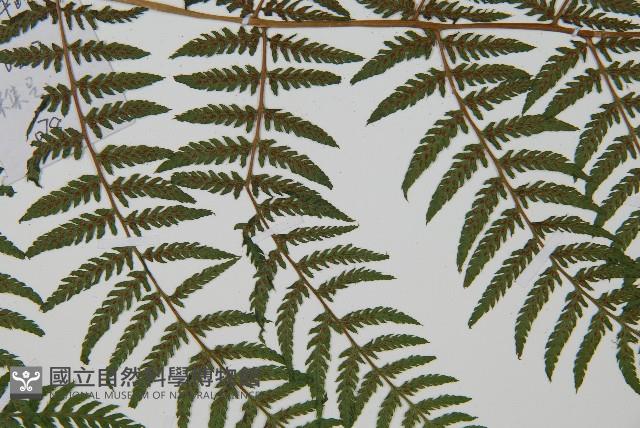 狹葉蹄蓋蕨藏品圖，第7張