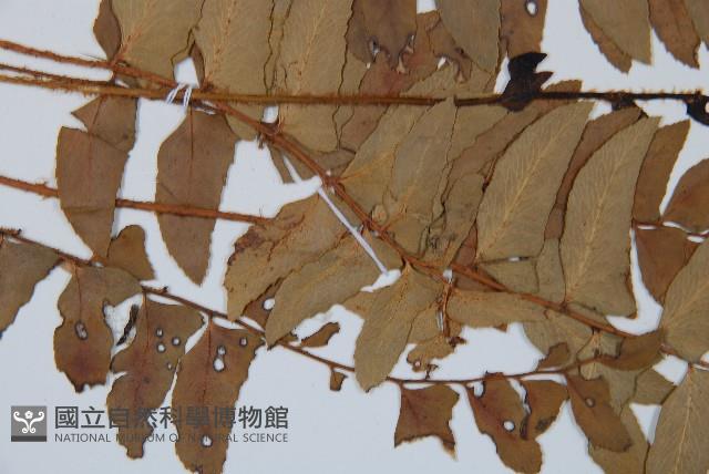 鐮羽貫眾藏品圖，第4張