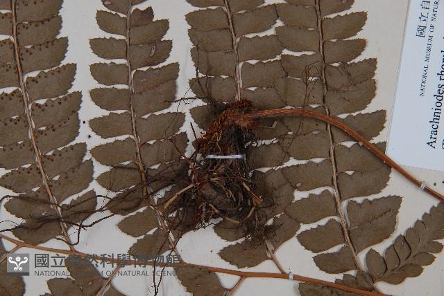 斜方複葉耳蕨藏品圖，第3張