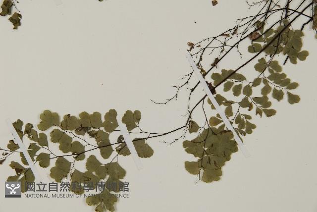 深山鐵線蕨、月芽鐵線蕨藏品圖，第4張