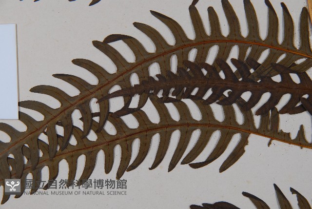 栗蕨藏品圖，第4張