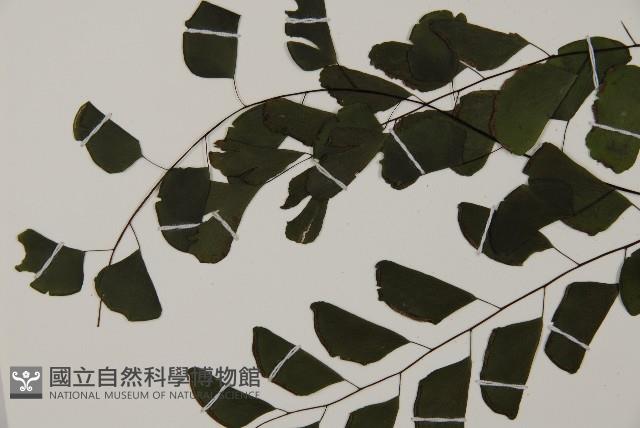 半月形鐵線蕨藏品圖，第4張