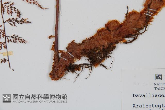 台灣小膜蓋蕨藏品圖，第3張