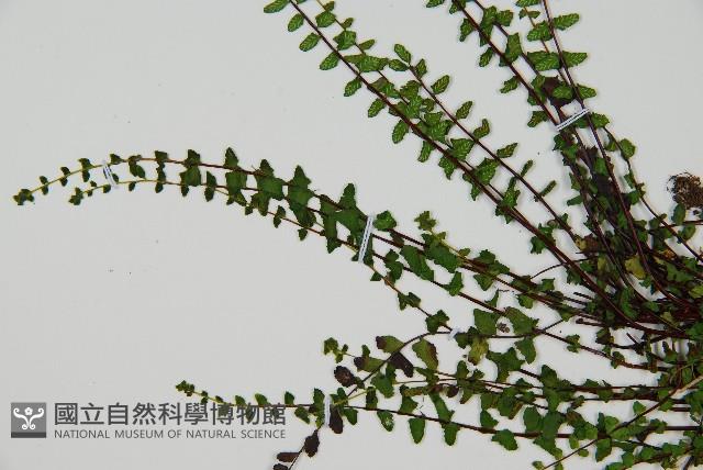 Maidenfair spleenwort Collection Image, Figure 4, Total 4 Figures
