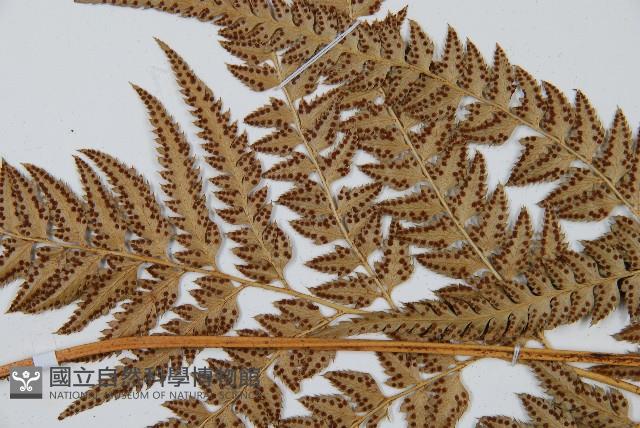 中華複葉耳蕨藏品圖，第4張