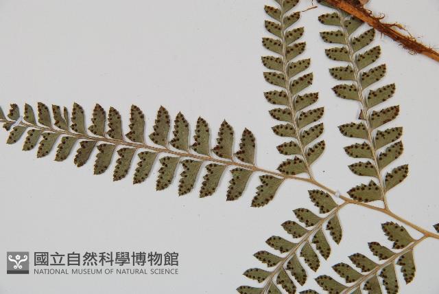 斜方複葉耳蕨藏品圖，第3張