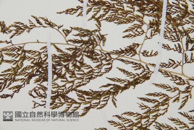 雨蕨藏品圖，第4張