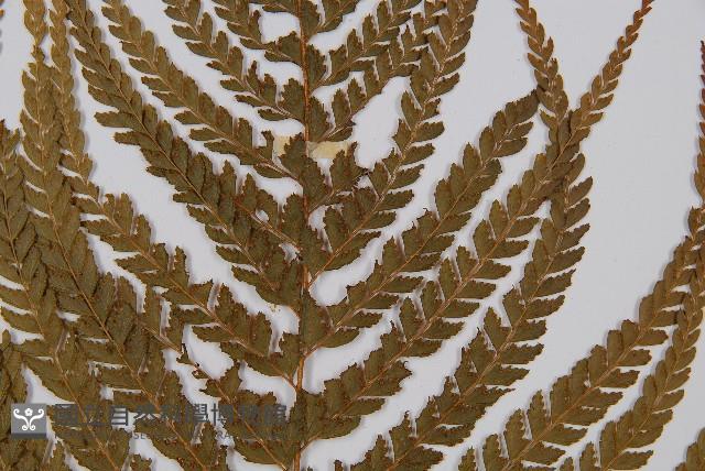 粗毛鱗蓋蕨藏品圖，第4張