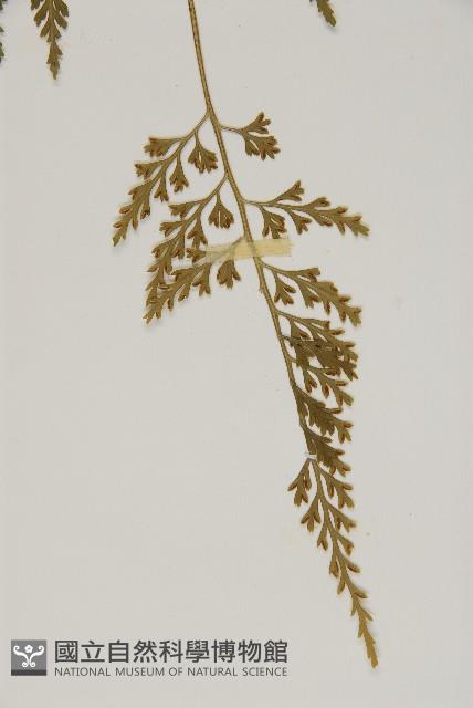 骨碎補鐵角蕨藏品圖，第4張