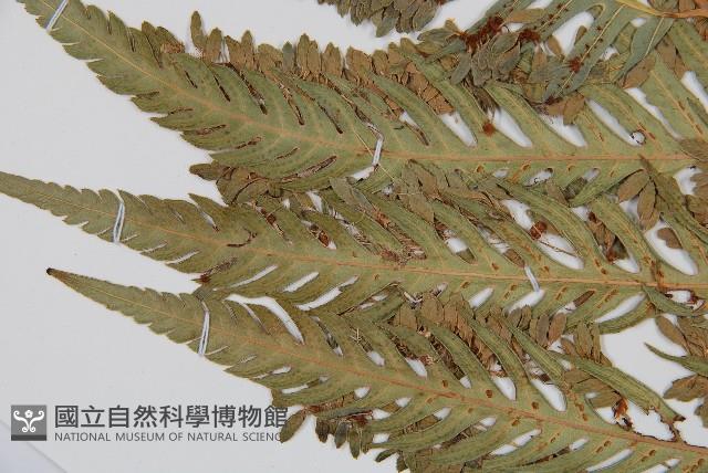 東方狗脊蕨藏品圖，第4張