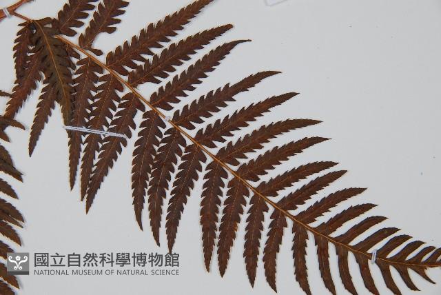 金狗毛蕨藏品圖，第3張